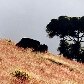 Novo levantamento lista plantas e animais invasores no Brasil Novo levantamento lista plantas e animais invasores no Brasil