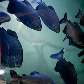 O aquário tem 1.200 peixes de 50 espécies diferentes O aquário tem 1.200 peixes de 50 espécies diferentes
