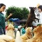 Cães e gatos têm até reveillon vip em hotel