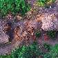 Os índios, pintados com urucum, tentaram acertar o avião usando arcos e flechas. Os índios, pintados com urucum, tentaram acertar o avião usando arcos e flechas.