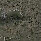 Animais morreram sufocados pelas cinzas vulcânicas na Islândia Animais morreram sufocados pelas cinzas vulcânicas na Islândia
