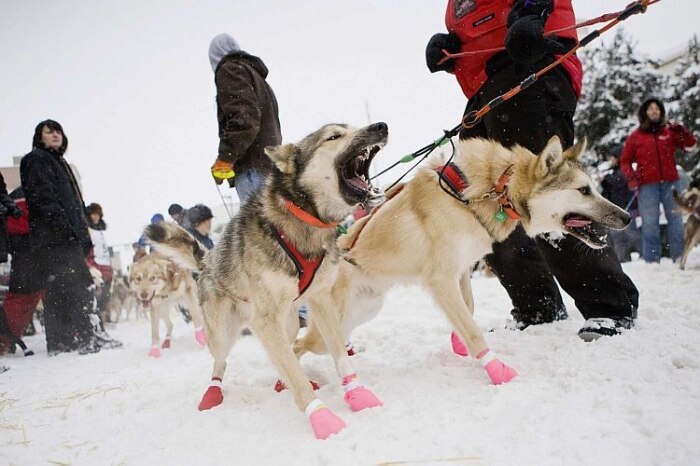 Cachorros se preparam para 40ª corrida de trenós de Iditarod
