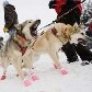 Cachorros se preparam para 40ª corrida de trenós de Iditarod Cachorros se preparam para 40ª corrida de trenós de Iditarod