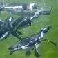 Pinguins brigam pelo peixe