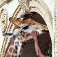 Girafa Zagalo chegou nesta segunda-feira, 10, ao Zoológico do Rio, como presente do Zoológico de SP Girafa Zagalo chegou nesta segunda-feira, 10, ao Zoológico do Rio, como presente do Zoológico de SP