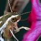 Beija-flor da espécie Macroglossum stellatarum que se alimenta das flores e produz som ao voar