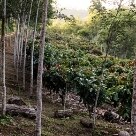 Arte & Lazer - Sistema de plantio da Vale do Juliana  planta isoladamente variedades diferentes de cacau para poder fazer colheita seletiva dos frutos. Entre cada cinco fileias de espécies diferentes de cacau - Foto: João Milet Meirelles/AE