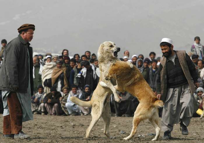 Briga de cães em Cabul.