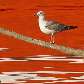 Gaivota se equilibra em corda sobre o mar com reflexo de um barco vermelho, em Atenas, Grécia