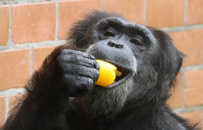 Animais ganham picolés no Jardim Zoológico do Rio de Janeiro 