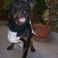 Cão que sobreviveu a tiro na cabeça dado pelo dono passa bem