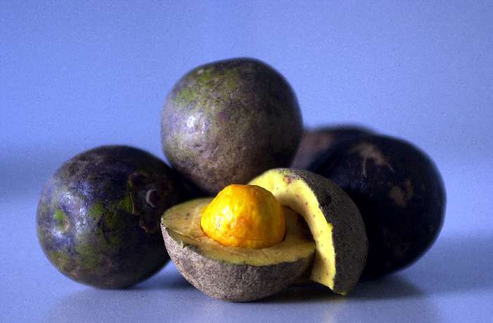 O pequi, fruta nativa do cerrado.
