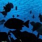 Atol das Rocas é a unidade de conservação marinha mais antiga do País