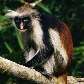 Colobus vermelho de Kirk (