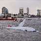 Airbus A320 da U.S. Airways com mais de 150 passageiros caiu no rio Hudson, em Nova York. Airbus A320 da U.S. Airways com mais de 150 passageiros caiu no rio Hudson, em Nova York.