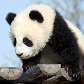 Urso panda de sete meses brinca na Áustria Urso panda de sete meses brinca na Áustria
