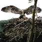 Para alimentar um falcão da reserva Tweed Valley Osprey, Tony Lightley sobe 30 metros, Escócia