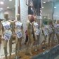 Vitrine com manequins sem roupas , numa loja do Shopping Center Lapa.27/04/2011