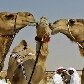 Festival de camelos atrai mais de 200 animais com pedigree; alguns valem mais de U$1 milhão Festival de camelos atrai mais de 200 animais com pedigree; alguns valem mais de U$1 milhão