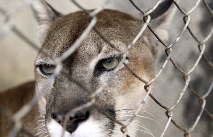 Animais são ameaçados por avanço de condomínios no interior de SP