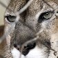 Animais são ameaçados por avanço de condomínios no interior de SP