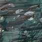 Pescadores ribeirinhos do São Francisco ajudaram na coleta de espécimes Pescadores ribeirinhos do São Francisco ajudaram na coleta de espécimes