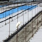 Arte & Lazer - Garça descansa na plantação de wasabi. A fazenda, aberta ao público, parece mesmo ter saído de um sonho: animais, pontes em estilo japonês, estátuas de bronze e até um templo dão charme ao local - Foto: Tiago Queiroz/AE