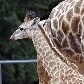 Morre girafa que nasceu no zoológico de São Paulo Morre girafa que nasceu no zoológico de São Paulo