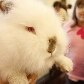 Como bichinho de estimação não é só cachorro e gato, até coelho compareceu Como bichinho de estimação não é só cachorro e gato, até coelho compareceu