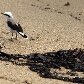 Ibama ignora 90% dos vazamentos em Ilha Grande Ibama ignora 90% dos vazamentos em Ilha Grande