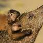 Pequeno macaco prego que foi adotado por uma porca queixada na aldeia dos índios da etnia Arara