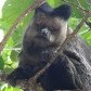 Macaco prego passeia pela Floresta da Tijuca, no Rio de Janeiro (21/05/11). Macaco prego passeia pela Floresta da Tijuca, no Rio de Janeiro (21/05/11).