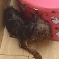 Cão que sobreviveu a tiro na cabeça dado pelo dono passa bem