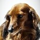 Conheça as armas para conquistar o sucesso no mercado pet Conheça as armas para conquistar o sucesso no mercado pet