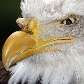 Misterioso olhar de uma águia americana no Zoo de Oregon, EUA