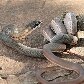 Jiboia é capturada ao tentar comer gato em Minas Gerais Jiboia é capturada ao tentar comer gato em Minas Gerais