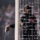 Aos 40 anos e perto da aposentadoria, Rogério pode ter feito seu último jogo na Libertadores Aos 40 anos e perto da aposentadoria, Rogério pode ter feito seu último jogo na Libertadores