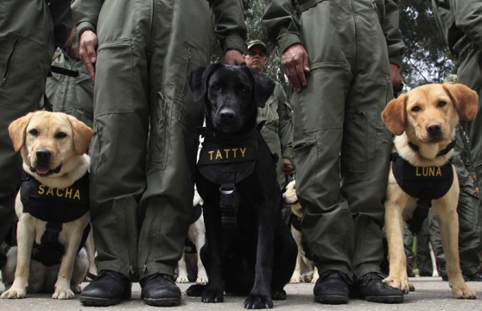 Polícia colombiana conta com 900 cães treinados para encontrarem drogas, em Bogotá 