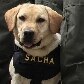 Polícia colombiana conta com 900 cães treinados para encontrarem drogas, em Bogotá Polícia colombiana conta com 900 cães treinados para encontrarem drogas, em Bogotá