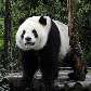 YA´ AN - Pandas vivem sozinhos em espaços reservados. Macho e fêmea só se encontram no acasalment