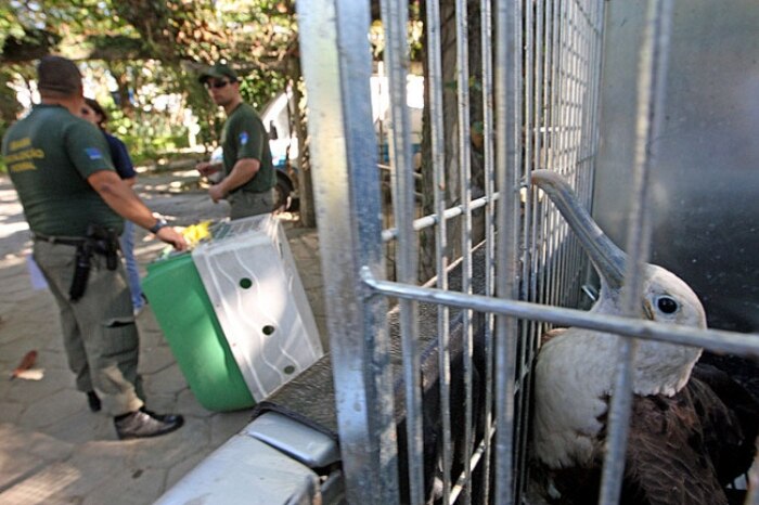104 animais foram retirados do ZooNit. Entre eles, estava o leão Dengo que foi levado para Brasília 