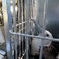 104 animais foram retirados do ZooNit. Entre eles, estava o leão Dengo que foi levado para Brasília 104 animais foram retirados do ZooNit. Entre eles, estava o leão Dengo que foi levado para Brasília