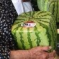 Melancia quadrada no Japão: vendida a US$125, fruta cresce no mercado interno do país