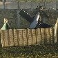 Helicóptero militar que caiu na residência onde Osama foi encontrado e morto Helicóptero militar que caiu na residência onde Osama foi encontrado e morto