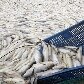 800 toneladas de peixes foram encontrados mortos nas Filipinas; governo investiga causa 800 toneladas de peixes foram encontrados mortos nas Filipinas; governo investiga causa