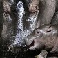 Hipopótamo Maruska tem o mais novo filhote do Zoológico de Praga, na República Tcheca Hipopótamo Maruska tem o mais novo filhote do Zoológico de Praga, na República Tcheca