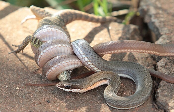 Cobra come lagarto em Brasília