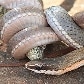 Cobra come lagarto em Brasília