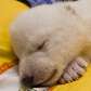 Filhote de urso polar é chamada de Flocke
