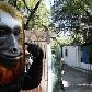Ibama removeu os últimos animais da Fundação Jardim Zoológico de Niterói (ZooNit) Ibama removeu os últimos animais da Fundação Jardim Zoológico de Niterói (ZooNit)